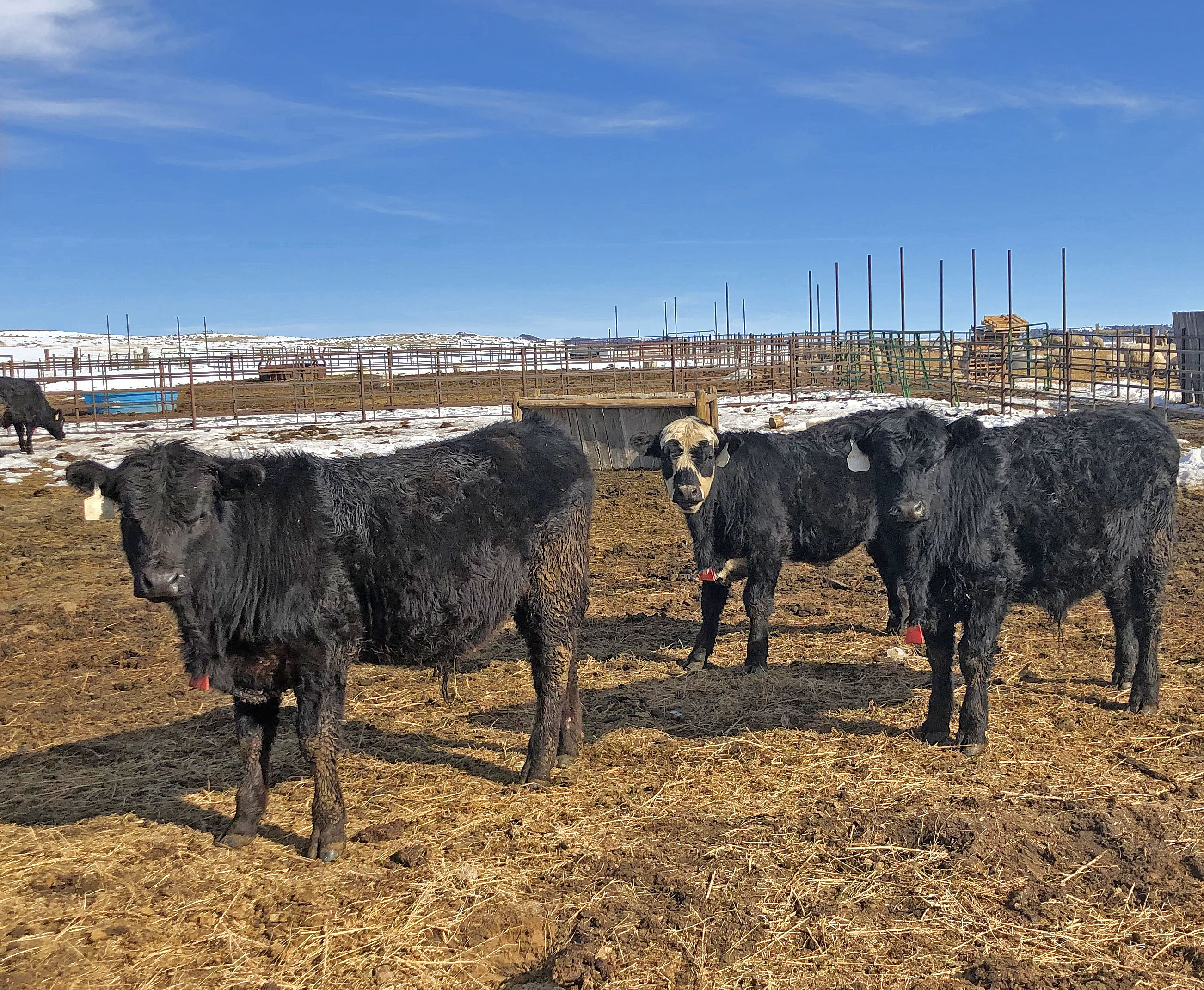 Bulls Hit Ranch Young bulls | Ladder Ranch